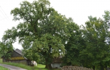 1. dąb Bartek pomnik przyrody w Rzepienniku Suchym