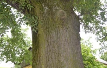 dąb Bartek pomnik przyrody w Rzepienniku Suchym (1)