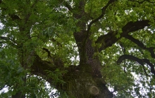 dąb Bartek pomnik przyrody w Rzepienniku Suchym (2)