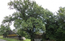 dąb Bartek pomnik przyrody w Rzepienniku Suchym (4)