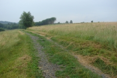 DSC00351