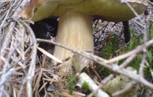 Domowe Grześkowe-2006 001