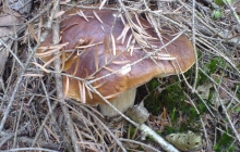 Domowe Grześkowe-2006 002