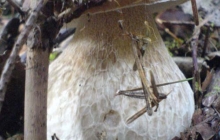 Domowe Grześkowe-2006 003