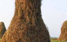 Strażacy 2006 i krajoobrazy 144