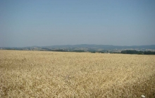 Zniwa, krajobrazy i wystepy 2007 175