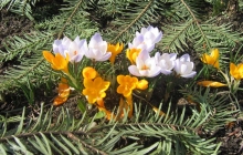 wiosna 2007 18 Pawła Dutki 056 (13)