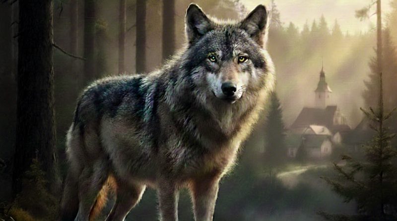 Uwaga na wilki w Gminie Rzepiennik Strzyżewski Uwaga na wilki w Gminie Rzepiennik Strzyżewski