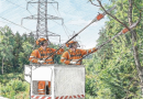 PGE poszukuje firm i wykonawców specjalizujących się w pracach wycinkowych w pobliżu linii elektroenergetycznych