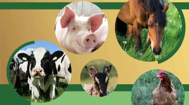 Ekoschemat „Dobrostan zwierząt” Dodatkowe pieniądze dla hodowców z QMP – tylko do 15 maja! Ekoschemat „Dobrostan zwierząt” Dodatkowe pieniądze dla hodowców z QMP – tylko do 15 maja!